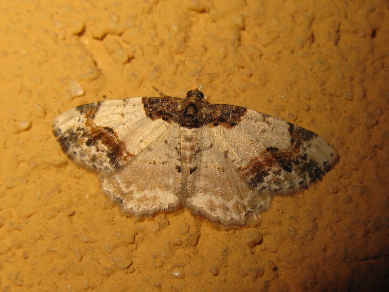 LIGDIA  ADUSTATA?